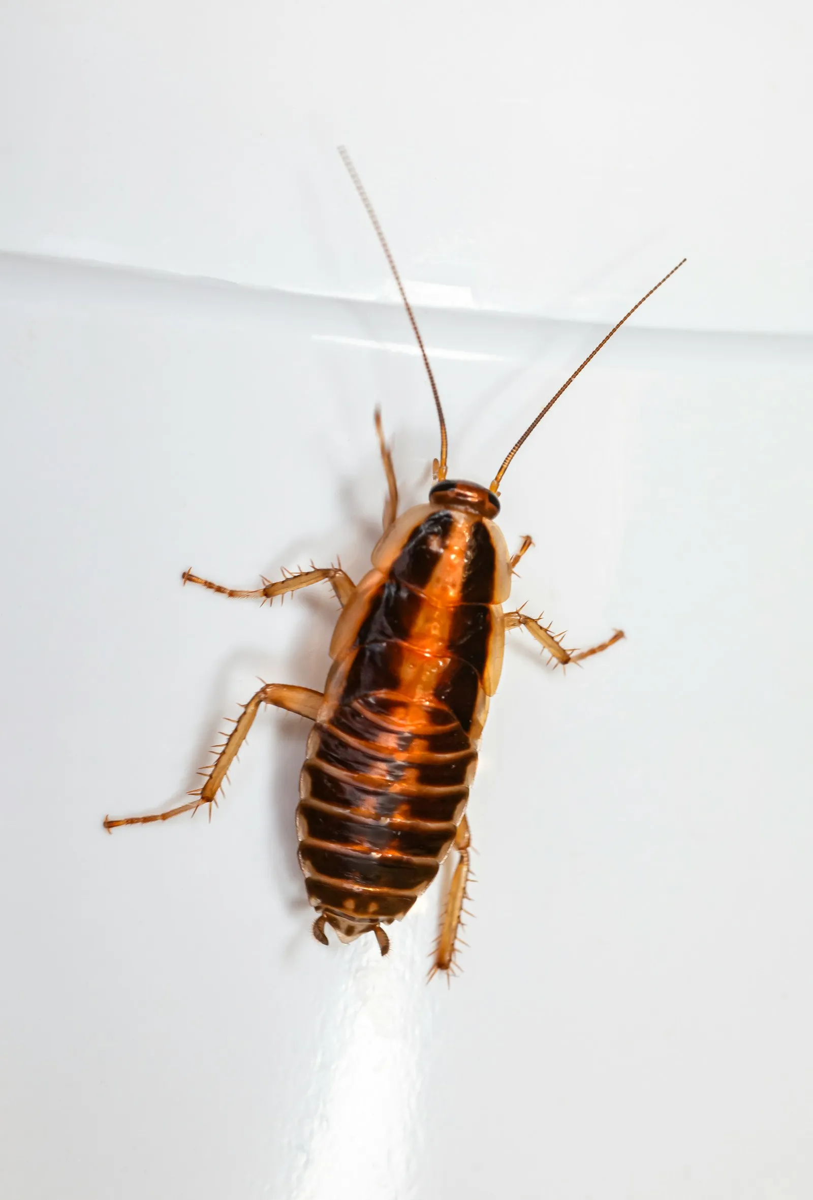 A cockroach on a kitchen surface