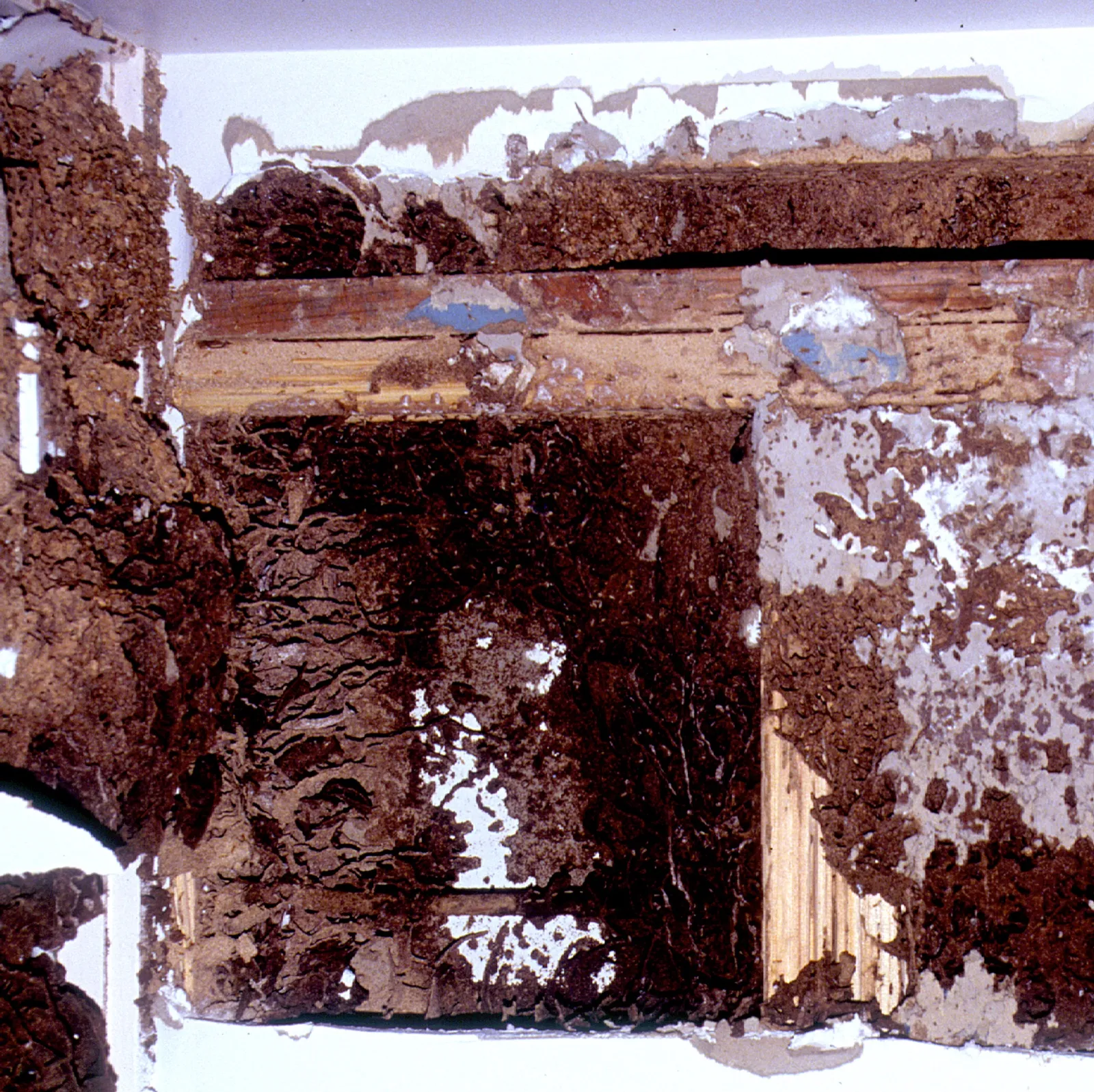 Termite damage around a door frame and wall, with mud runways on the wood